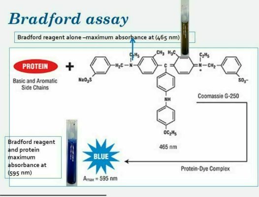 Bradford reagent and protein maximum absorbance at (595 nm)